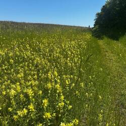 Wild mustard in bloom in burgundy in fields