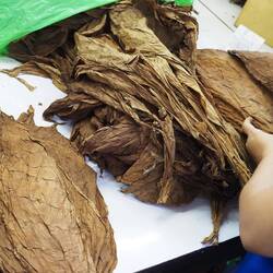 Zigarrenfabrik Plasencia. Kontrolle auf Beschädigungen, Schädlinge und Qualität