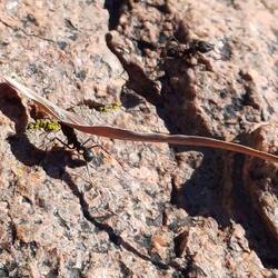 Ameise mit Blatt, oder andersrum?