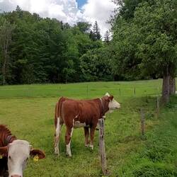 Die Viecher zeigen Lebensfreude.😁