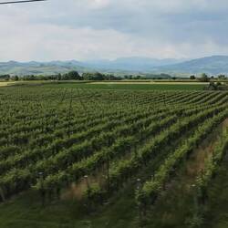 Distant mountains and vineyards near San Bonifacio