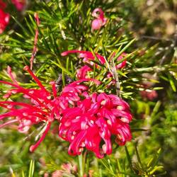 Rosmarin-Silbereiche