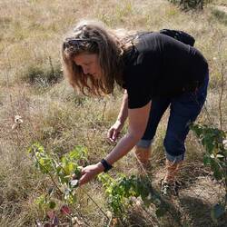 Julia bei der Sifilis Ernte
