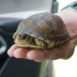 Selstmordschildkröte