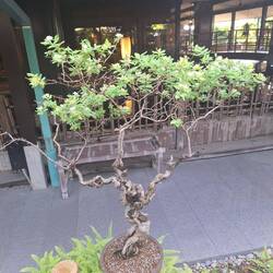 Und knorrige Bonsai