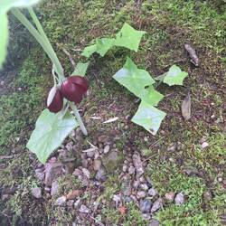 Seltsame Pflanze im Garten des Hanougi