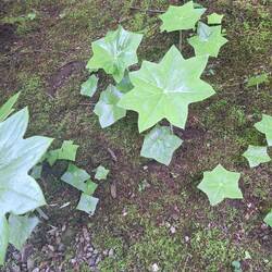 Chinesischer Maiapfel (Podophyllum pleianthum)