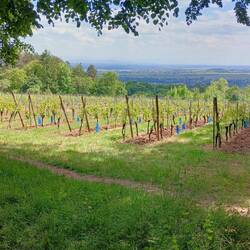 Im Hintergrund der Schwarzwald 😍