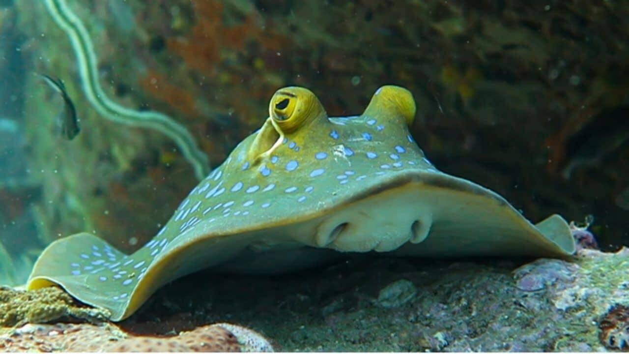 Not my photo, but we saw one of these blue spotted ribbon tail rays!