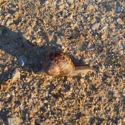 Loads of snails joining pilgrims