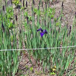Ganze Felder wilder Iris