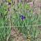 Ganze Felder wilder Iris