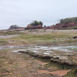 Algae is also on the ocean floor
