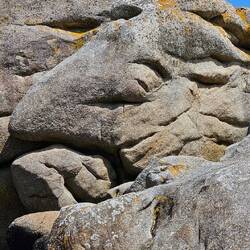 Wer erkennt ein Tier?