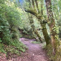 Steep downhill before Saria. But pretty!