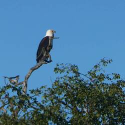 Fish Eagle, the National bird of Zambia