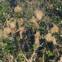 Weaver Bird Nests