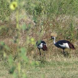 Crested Crane