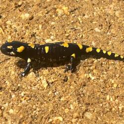 I tried moving him off the trail, to wet grass