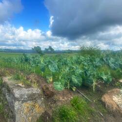Lots of these tall green leafy vegetables in the gardens around here.
