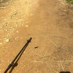 Tiny salamander, maybe 2", pole for scale