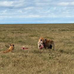 Die "Resteverwerter" beim Reste verwerten.