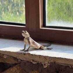 Darf ich vorstellen: Special Agent T!