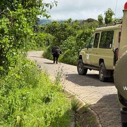 Ausfahrtkontrolle: Dieser Büffel stand mitten auf der Straße und blockierte alles.