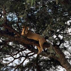 Seltner Anblick, Löwin im Baum.