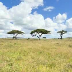 Serengeti Klassiker: Schirmakazie mit Leopard!