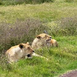 Parkplatzwächter am Straßenrand