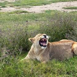 ...ein Job zum Gähnen langweilig (in der Nebensaison)