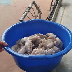 Gegrillt liebevoll die glitschigen kleinen Dinger