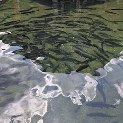 Die Rhönforelle....wird hier ganz schön gehypt und deswegen gezüchtet