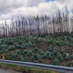 Nach den riesigen Waldbränden schlägt vieles wieder aus.