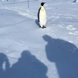 And off goes the emperor penguin (we later see it in the distance with another penguin) — Vahsel Bay