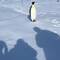 And off goes the emperor penguin (we later see it in the distance with another penguin) — Vahsel Bay