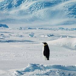 Our welcome committee ... a solo emperor penguin on the fast ice — Vahsel Bay, Antarctica.