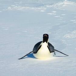 Tobogganing is a faster mode of travel for penguins — Vahsel Bay, Antarctica.