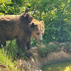 Schon putzig, die Bärchen – trotzdem gut, dass da ein Elektrozaun den Bär vom Menschen trennt...