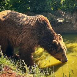Endlich ist's bärig...