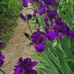 Iris