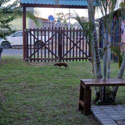 Es Agouti