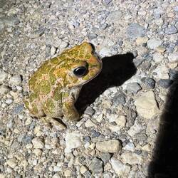 Aber wer hockt den regungslos da auf der Straße?