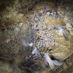 Hunderte Fledermäuse 🦇