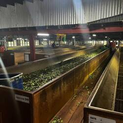 Führung durch die Teefabrik