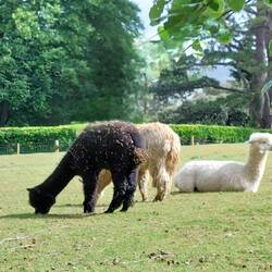 Llamas in a field at Alpacaly ever after, an enterprise near Keswick