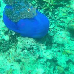 Nemo?! 🐟