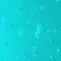 🐠🐟🐡
