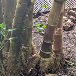 Why does that remind me of Hawaiian Dancers?